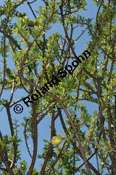 Arganbaum, Eisenholz, Argania spinosa Kauf von 06185_argania_spinosa_img_0040.jpg