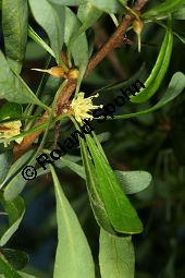 Arganbaum, Eisenholz, Argania spinosa Kauf von 06185_argania_spinosa_img_0041.jpg