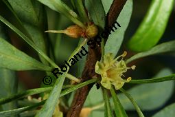 Arganbaum, Eisenholz, Argania spinosa Kauf von 06185_argania_spinosa_img_0042.jpg