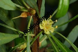 Arganbaum, Eisenholz, Argania spinosa Kauf von 06185_argania_spinosa_img_0043.jpg