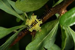 Arganbaum, Eisenholz, Argania spinosa Kauf von 06185_argania_spinosa_img_0044.jpg