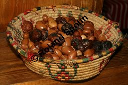 Arganbaum, Eisenholz, Argania spinosa Kauf von 06185_argania_spinosa_img_2413.jpg