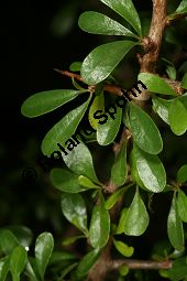 Arganbaum, Eisenholz, Argania spinosa Kauf von 06185_argania_spinosa_img_4985.jpg