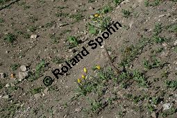 Wilde Tulpe, Tulipa sylvestris, Liliaceae, Tulipa sylvestris, Wilde Tulpe, Weinberg-Tulpe, Blühend Kauf von 06201_tulipa_sylvestris_sylvestris_img_2751.jpg