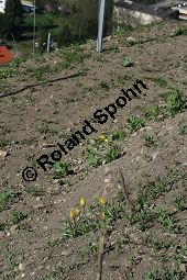 Wilde Tulpe, Tulipa sylvestris, Liliaceae, Tulipa sylvestris, Wilde Tulpe, Weinberg-Tulpe, Blühend Kauf von 06201_tulipa_sylvestris_sylvestris_img_2752.jpg