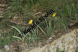 Wilde Tulpe, Tulipa sylvestris, Liliaceae, Tulipa sylvestris, Wilde Tulpe, Weinberg-Tulpe, Blühend Kauf von 06201_tulipa_sylvestris_sylvestris_img_2760.jpg