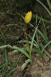 Wilde Tulpe, Tulipa sylvestris, Liliaceae, Tulipa sylvestris, Wilde Tulpe, Weinberg-Tulpe, Blühend Kauf von 06201_tulipa_sylvestris_sylvestris_img_2762.jpg