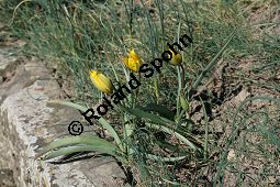 Wilde Tulpe, Tulipa sylvestris, Liliaceae, Tulipa sylvestris, Wilde Tulpe, Weinberg-Tulpe, Blühend Kauf von 06201_tulipa_sylvestris_sylvestris_img_2765.jpg