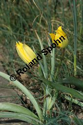 Wilde Tulpe, Tulipa sylvestris, Liliaceae, Tulipa sylvestris, Wilde Tulpe, Weinberg-Tulpe, Blühend Kauf von 06201_tulipa_sylvestris_sylvestris_img_2767.jpg
