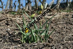 Wilde Tulpe, Tulipa sylvestris, Liliaceae, Tulipa sylvestris, Wilde Tulpe, Weinberg-Tulpe, Blühend Kauf von 06201_tulipa_sylvestris_sylvestris_img_2768.jpg