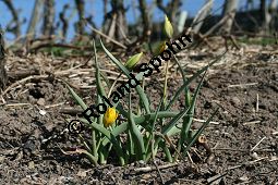 Wilde Tulpe, Tulipa sylvestris, Liliaceae, Tulipa sylvestris, Wilde Tulpe, Weinberg-Tulpe, Blühend Kauf von 06201_tulipa_sylvestris_sylvestris_img_2769.jpg