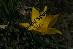 Wilde Tulpe, Tulipa sylvestris, Liliaceae, Tulipa sylvestris, Wilde Tulpe, Weinberg-Tulpe, Blühend Kauf von 06201tulipa_sylvestris_img_1712.jpg