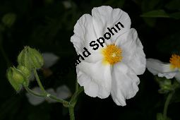 Cistus psilosepalus Kauf von 06215cistus_psilosepalusimg_5975.jpg