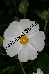 Cistus psilosepalus Kauf von 06215cistus_psilosepalusimg_5976.jpg