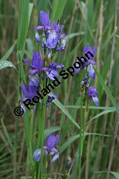 Wiesen-Schwertlilie, Sibirische Schwertlilie, Iris sibirica Kauf von 06219iris_sibiricaimg_7368.jpg