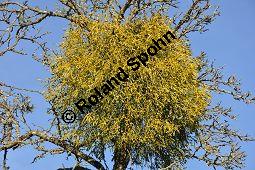 Laubholz-Mistel, Viscum album, Loranthaceae/Viscaceae, Viscum album, Laubholz-Mistel, Habitus, auf Malus domestica, Apfelbaum Kauf von 06221_viscum_album_malus_domestica_dsc_1438.jpg