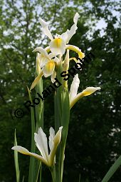 Schmetterlings-Iris, Orientalische Schwertlilie, Iris orientalis, Iris ochroleuca, Iridaceae, Iris orientalis, Iris ochroleuca, Schmetterlings-Iris, Orientalische Schwertlilie, Blühend Kauf von 06224iris_orientalisimg_2017.jpg