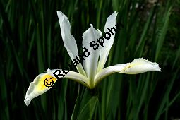 Schmetterlings-Iris, Orientalische Schwertlilie, Iris orientalis, Iris ochroleuca, Iridaceae, Iris orientalis, Iris ochroleuca, Schmetterlings-Iris, Orientalische Schwertlilie, Blühend Kauf von 06224iris_orientalisimg_2018.jpg