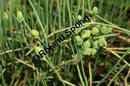 Ephedra fedtschenkoi, Ephedraceae, Ephedra fedtschenkoi, Meerträubel, weiblich blühend Kauf von 06232ephedra_fedtschenkoiimg_2011.jpg