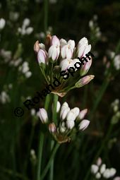 Vanille-Bastardlauch, Nothoscordum gracile, Nothoscordum inodorum, Nothoscordum fragrans, Liliaceae/Alliaceae, Nothoscordum gracile, Nothoscordum inodorum, Nothoscordum fragrans, Vanille-Bastardlauch, Blühend Kauf von 06233nothoscordum_gracileimg_2015.jpg