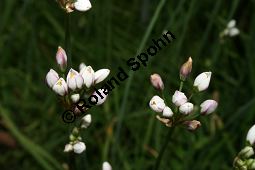 Vanille-Bastardlauch, Nothoscordum gracile, Nothoscordum inodorum, Nothoscordum fragrans, Liliaceae/Alliaceae, Nothoscordum gracile, Nothoscordum inodorum, Nothoscordum fragrans, Vanille-Bastardlauch, Blühend Kauf von 06233nothoscordum_gracileimg_2016.jpg