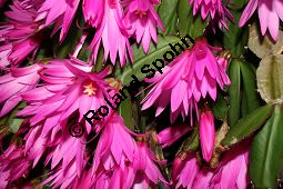 Osterkaktus, Rhipsalidopsis gaertneri, Cactaceae, Rhipsalidopsis gaertneri, Osterkaktus, Blühend Kauf von 06235rhipsalidopsis_gaertneriimg_2195.jpg