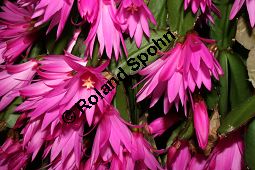 Osterkaktus, Rhipsalidopsis gaertneri, Cactaceae, Rhipsalidopsis gaertneri, Osterkaktus, Blühend Kauf von 06235rhipsalidopsis_gaertneriimg_2196.jpg