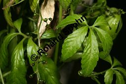 Jiaogulan, Gynostemma pentaphylla Kauf von 06236gynostemma_pentaphyllaimg_8839.jpg