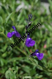 Sierra Madre-Salbei, Salvia coahuilensis, Lamiaceae, Salvia coahuilensis, Sierra Madre-Salbei, Blühend Kauf von 06239salvia_coahuilensisimg_2263.jpg