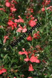 Steifer Salbei, Salvia ringens, Lamiaceae, Salvia ringens, Steifer Salbei, Blühend Kauf von 06241salvia_ringensimg_2267.jpg