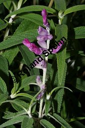 Samt-Salbei, Salvia leucantha 'Midnight Purple', Lamiaceae, Salvia leucantha 'Midnight Purple', Samt-Salbei, Blühend Kauf von 06242salvia_leucantha_midnightpurpleimg_2279.jpg