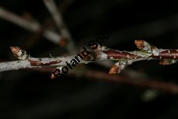 Steppen-Kirsche, Zwerg-Kirsche, Prunus fruticosa Kauf von 06261_prunus_fruticosa_img_5540.jpg