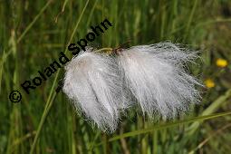 Schmalblättriges Wollgras, Eriophorum angustifolium Kauf von 06267_eriophorum_angustifolium_dsc_1510.jpg
