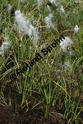 Schmalblättriges Wollgras, Eriophorum angustifolium Kauf von 06267_eriophorum_angustifolium_img_9473.jpg