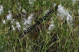 Schmalblättriges Wollgras, Eriophorum angustifolium Kauf von 06267_eriophorum_angustifolium_img_9474.jpg