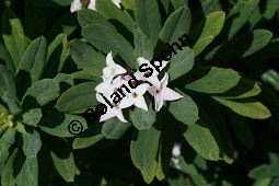 Burkwoods Seidelbast, Daphne x burkwoodii, Thymelaeaceae, Daphne x burkwoodii, Burkwoods Seidelbast, Blühend Kauf von 06270daphne_burkwoodiiimg_3531.jpg