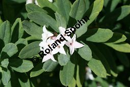 Burkwoods Seidelbast, Daphne x burkwoodii, Thymelaeaceae, Daphne x burkwoodii, Burkwoods Seidelbast, Blühend Kauf von 06270daphne_burkwoodiiimg_3532.jpg