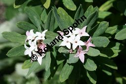 Burkwoods Seidelbast, Daphne x burkwoodii, Thymelaeaceae, Daphne x burkwoodii, Burkwoods Seidelbast, Blühend Kauf von 06270daphne_burkwoodiiimg_3533.jpg