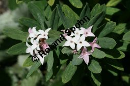 Burkwoods Seidelbast, Daphne x burkwoodii, Thymelaeaceae, Daphne x burkwoodii, Burkwoods Seidelbast, Blühend Kauf von 06270daphne_burkwoodiiimg_3534.jpg