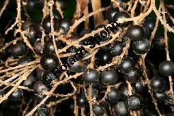 Spanische Palmetto-Palme, Sabal blackburniana, Palmae, Sabal blackburniana, Sabal domingensis, Sabal umbraculifera, Spanische Palmetto-Palme, fruchtend Kauf von 06274sabal_blackburnianaimg_3641.jpg