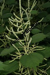 Platanenblättriger Ramie, Boehmeria platanifolia, Urticaceae, Boehmeria platanifolia, Platanenblättriger Ramie, Blühend Kauf von 06279boehmeria_platanifoliaimg_3829.jpg