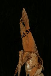 Chinesischer Reispapierbaum, Tetrapanax papyrifera, Araliaceae, Tetrapanax papyrifera, Chinesischer Reispapierbaum, Stammausschnitt Kauf von 06280_tetrapanax_papyrifera_img_6065.jpg