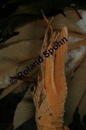 Chinesischer Reispapierbaum, Tetrapanax papyrifera, Araliaceae, Tetrapanax papyrifera, Chinesischer Reispapierbaum, Stammausschnitt Kauf von 06280_tetrapanax_papyrifera_img_6066.jpg