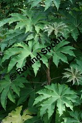 Chinesischer Reispapierbaum, Tetrapanax papyrifera, Araliaceae, Tetrapanax papyrifera, Chinesischer Reispapierbaum, Stammausschnitt Kauf von 06280tetrapanax_papyriferaimg_3824.jpg