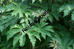 Chinesischer Reispapierbaum, Tetrapanax papyrifera, Araliaceae, Tetrapanax papyrifera, Chinesischer Reispapierbaum, Stammausschnitt Kauf von 06280tetrapanax_papyriferaimg_3825.jpg
