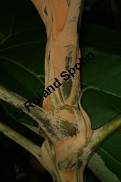 Chinesischer Reispapierbaum, Tetrapanax papyrifera, Araliaceae, Tetrapanax papyrifera, Chinesischer Reispapierbaum, Stammausschnitt Kauf von 06280tetrapanax_papyriferaimg_3826.jpg