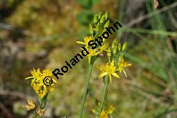 Beinbrech, Mohr-Ährenlilie, Narthecium ossifragum Kauf von 06285narthecium_ossifragumimg_7894.jpg