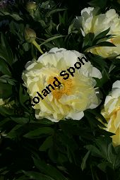 Pfingstrose 'Bartzella', Paeonia 'Bartzella', Paeoniaceae, Paeonia 'Bartzella', Intersektioneller Hybrid, Pfingstrose 'Bartzella', Blühend Kauf von 06289paeonia_bartzellaimg_2293.jpg