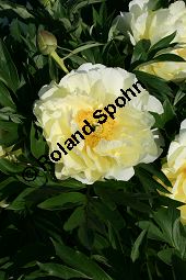 Pfingstrose 'Bartzella', Paeonia 'Bartzella', Paeoniaceae, Paeonia 'Bartzella', Intersektioneller Hybrid, Pfingstrose 'Bartzella', Blühend Kauf von 06289paeonia_bartzellaimg_2294.jpg