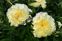 Pfingstrose 'Bartzella', Paeonia 'Bartzella', Paeoniaceae, Paeonia 'Bartzella', Intersektioneller Hybrid, Pfingstrose 'Bartzella', Blühend Kauf von 06289paeonia_bartzellaimg_2295.jpg